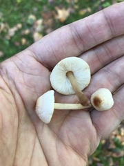 Lepiota cristata