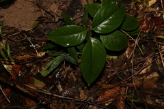 Celastrus subspicatus