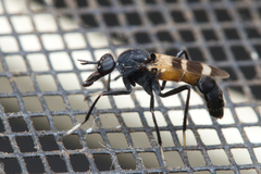 Acupalpa divisa