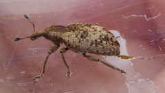 Hypera rumicis