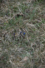 Gentiana verna