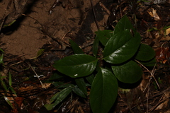 Celastrus subspicatus