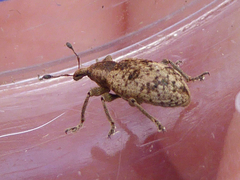 Hypera rumicis