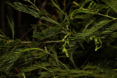 Acacia irrorata