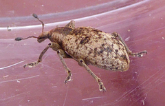 Hypera rumicis
