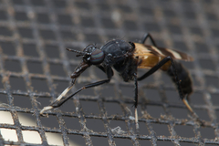 Acupalpa divisa
