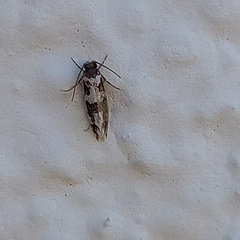 Neurothaumasia ankerella
