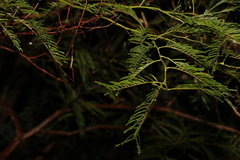 Acacia irrorata