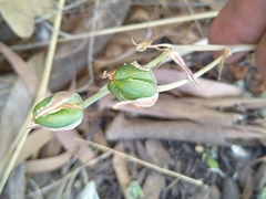 Albuca virens