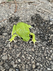 Hyla gratiosa