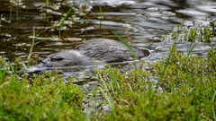 Ornithorhynchus anatinus