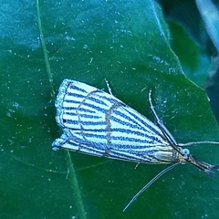 Chrysocrambus linetella