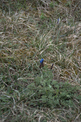 Gentiana verna