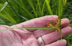 Cyperus esculentus