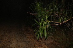 Cordyline stricta