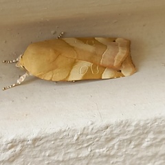 Noctua fimbriata