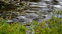 Ornithorhynchus anatinus