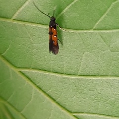 Chrysoclista linneella