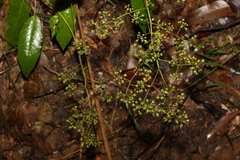 Astrotricha latifolia