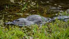 Ornithorhynchus anatinus