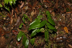 Astrotricha latifolia