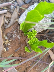 Pygmaeothamnus zeyheri