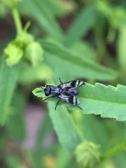 Diptera