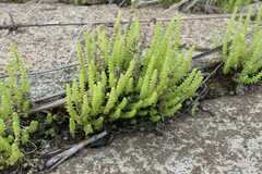Crassula lanceolata lanceolata