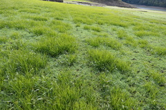 Cyperus esculentus