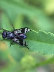Diptera