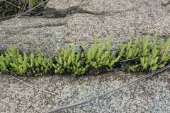 Crassula lanceolata lanceolata