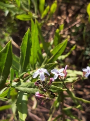 Plumbago europaea