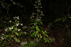 Astrotricha latifolia