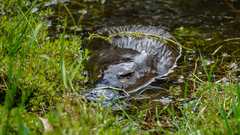 Ornithorhynchus anatinus