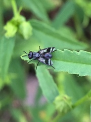 Diptera