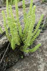 Crassula lanceolata lanceolata