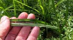 Cyperus esculentus