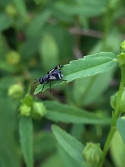 Diptera