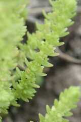 Crassula lanceolata lanceolata