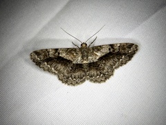 Satoblephara parvularia