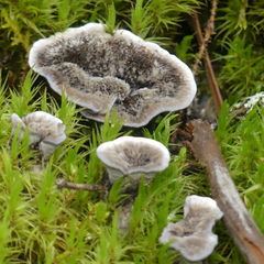 Phellodon niger