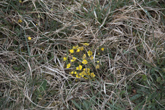 Potentilla