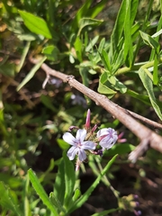 Plumbago europaea