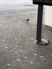 Motacilla alba yarrellii