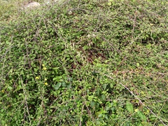 Fallopia convolvulus