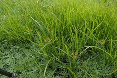 Cyperus esculentus