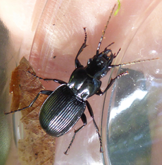 Pterostichus cristatus