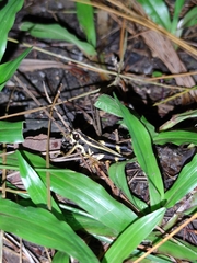 Traulia azureipennis