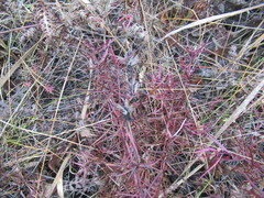 Dracocephalum ruyschiana