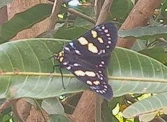 Episteme nigripennis